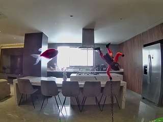 voyeurcam-casa-salsa-fishtank