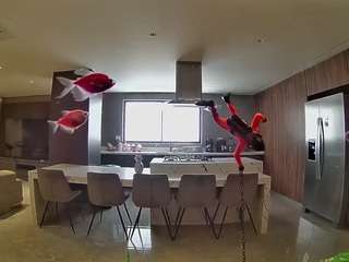 voyeurcam-casa-salsa-fishtank
