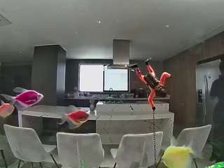 voyeurcam-casa-salsa-fishtank