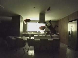 voyeurcam-casa-salsa-fishtank