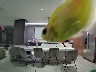 voyeurcam-casa-salsa-fishtank