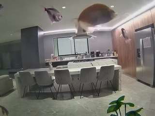 Hd, Young Adult, Voyeur, Teen  Camiqa – Free Live Video Chat with Strangers Online