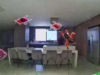 voyeurcam-casa-salsa-fishtank