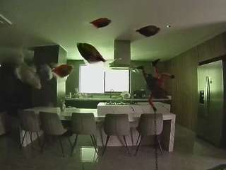 voyeurcam-casa-salsa-fishtank