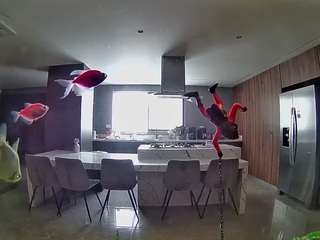 voyeurcam-casa-salsa-fishtank