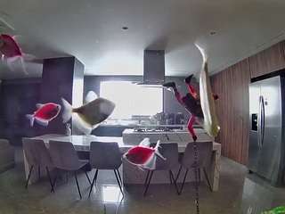 voyeurcam-casa-salsa-fishtank