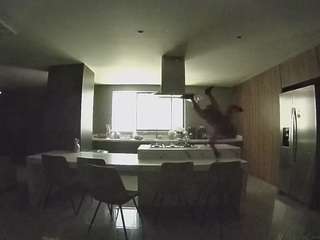 voyeurcam-casa-salsa-fishtank