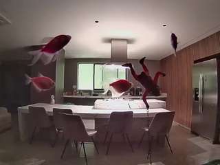 voyeurcam-casa-salsa-fishtank