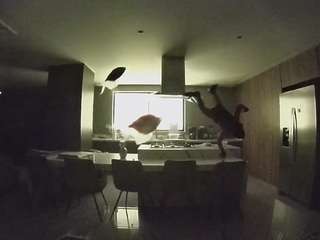 voyeurcam-casa-salsa-fishtank