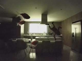 voyeurcam-casa-salsa-fishtank