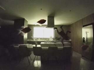 voyeurcam-casa-salsa-fishtank