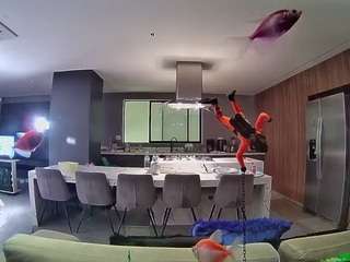 voyeurcam-casa-salsa-fishtank