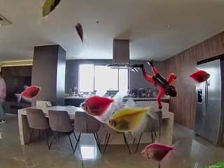 voyeurcam-casa-salsa-fishtank
