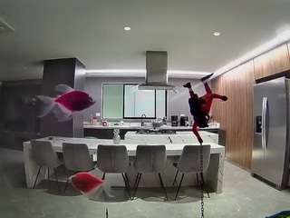 voyeurcam-casa-salsa-fishtank