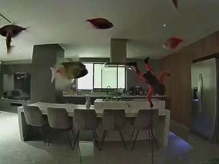 voyeurcam-casa-salsa-fishtank