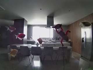 voyeurcam-casa-salsa-fishtank