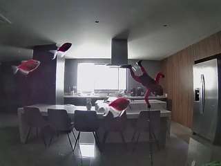 voyeurcam-casa-salsa-fishtank