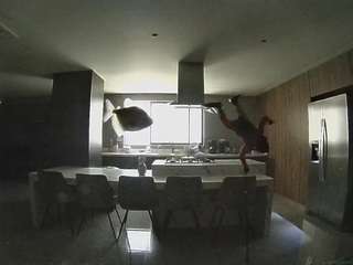 voyeurcam-casa-salsa-fishtank