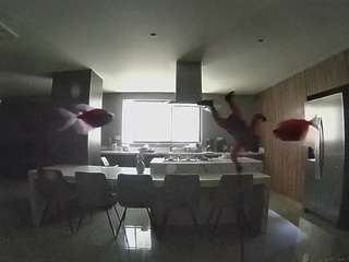 voyeurcam-casa-salsa-fishtank