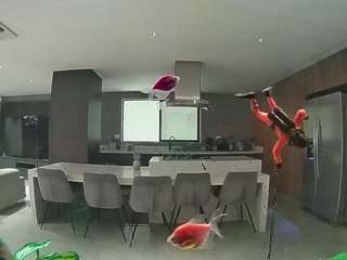 voyeurcam-casa-salsa-fishtank