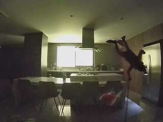voyeurcam-casa-salsa-fishtank