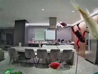 voyeurcam-casa-salsa-fishtank