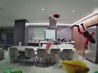 voyeurcam-casa-salsa-fishtank