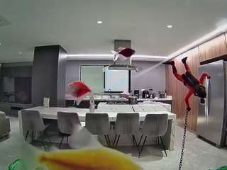 voyeurcam-casa-salsa-fishtank