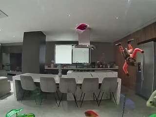 voyeurcam-casa-salsa-fishtank