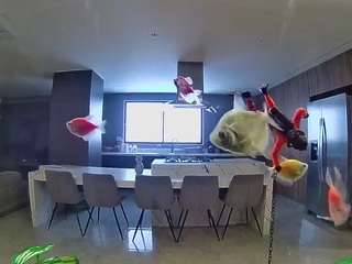 voyeurcam-casa-salsa-fishtank