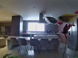 voyeurcam-casa-salsa-fishtank