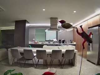 voyeurcam-casa-salsa-fishtank