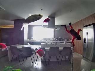 voyeurcam-casa-salsa-fishtank