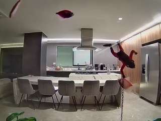 voyeurcam-casa-salsa-fishtank