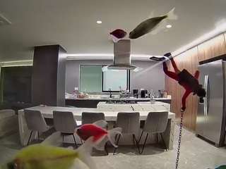 voyeurcam-casa-salsa-fishtank