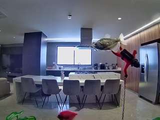voyeurcam-casa-salsa-fishtank