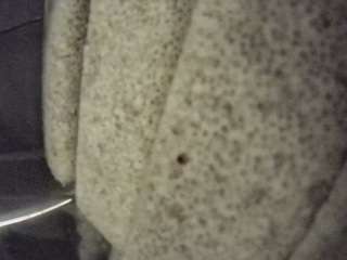 voyeurcam-casa-salsa-fishtank
