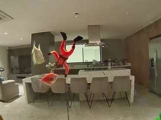 voyeurcam-casa-salsa-fishtank
