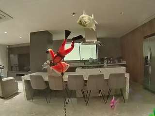voyeurcam casa salsa fishtank