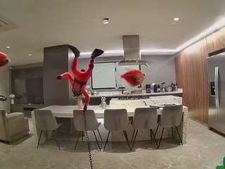 voyeurcam-casa-salsa-fishtank