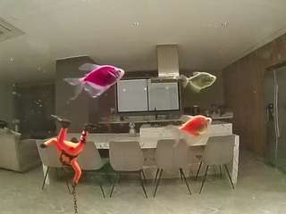 voyeurcam-casa-salsa-fishtank