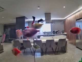 voyeurcam casa salsa fishtank