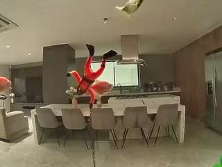 voyeurcam-casa-salsa-fishtank