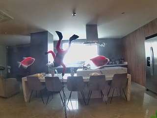 voyeurcam-casa-salsa-fishtank