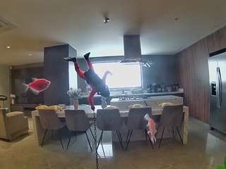 voyeurcam-casa-salsa-fishtank