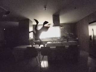 voyeurcam-casa-salsa-fishtank