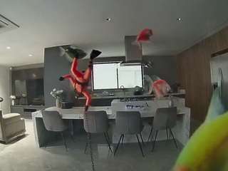 voyeurcam-casa-salsa-fishtank