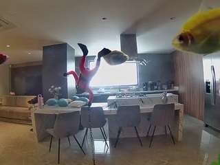 voyeurcam-casa-salsa-fishtank