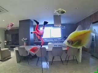 voyeurcam-casa-salsa-fishtank