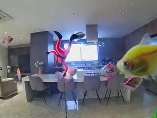 voyeurcam-casa-salsa-fishtank